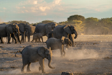 elefanti in etosha