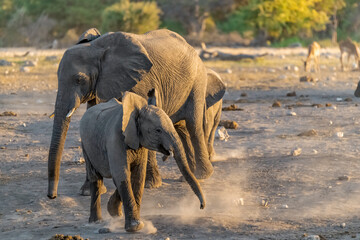 elefanti in etosha © Davide Antoniani