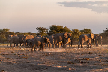 elefanti in etosha © Davide Antoniani
