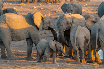 elefanti in etosha © Davide Antoniani