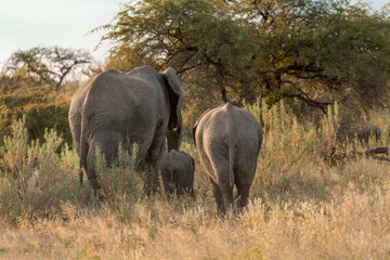 Fototapeta premium elefante in etosha