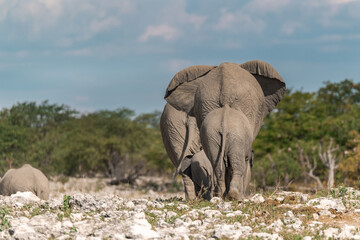elefanti in etosha © Davide Antoniani