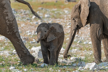 elefante in etosha © Davide Antoniani