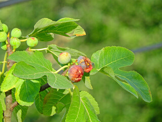 Figs on natural fig tree
