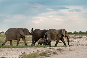 elefante in ethosha 2023