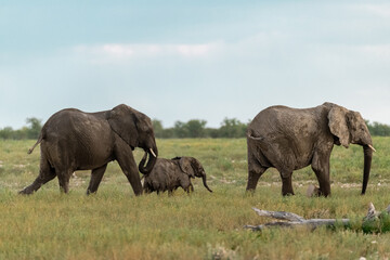 elefante in ethosha 2023