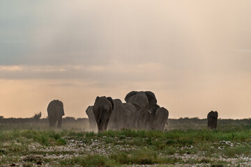 elefante in ethosha 2023