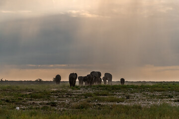 elefante in ethosha 2023