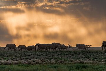 elefante in ethosha 2023