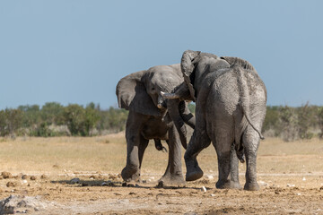 Obraz premium elefante in ethosha 2023