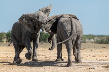 Fototapeta premium elefante in ethosha 2023