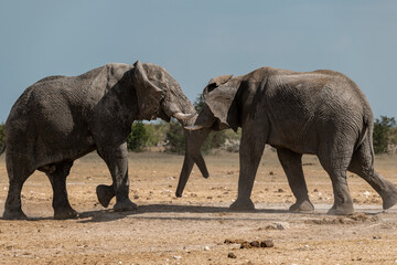 elefante in ethosha 2023