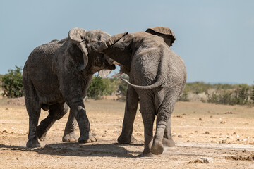elefante in ethosha 2023
