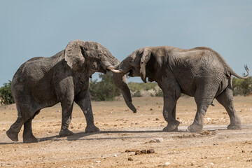 elefante in ethosha 2023