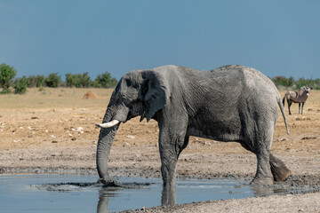 elefante in ethosha 2023