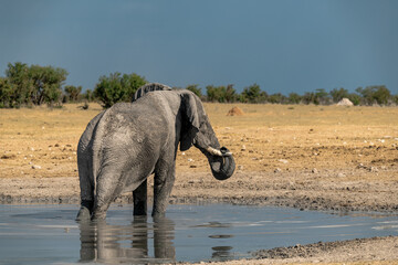 elefante in ethosha 2023 © Davide Antoniani