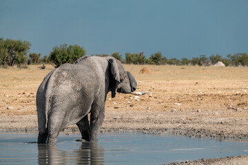 elefante in ethosha 2023