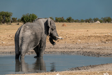elefante in ethosha 2023