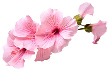 Naklejka premium PNG Flower hibiscus blossom petal.