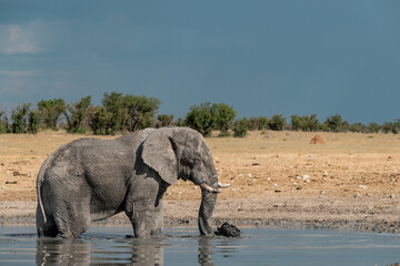 elefante in ethosha 2023