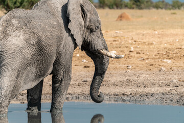 elefante in ethosha 2023