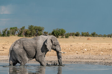 elefante in ethosha 2023