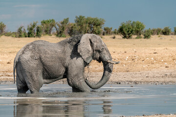 elefante in ethosha 2023