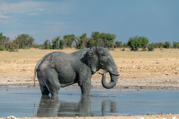 elefante in ethosha 2023