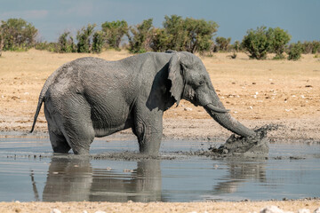 elefante in ethosha 2023