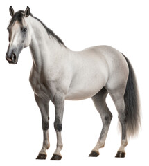 Obraz premium PNG Horse stallion animal mammal.