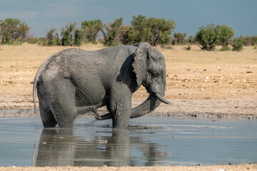 elefante in ethosha 2023
