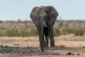 elefante in ethosha 2023