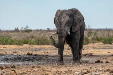 elefante in ethosha 2023