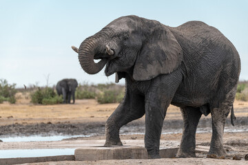 Obraz premium elefante in ethosha 2023