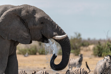 elefante in ethosha 2023