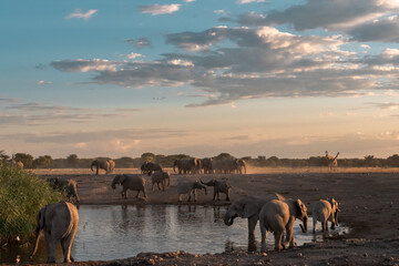 elefante in ethosha 2023