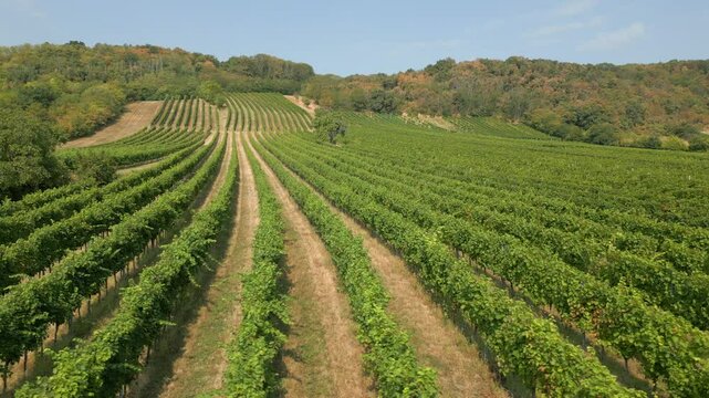 Weingarten im Burgenland, &Ouml;sterreich, aus der Luft gefilmt (Seitw&auml;rtsbewegung, tief)