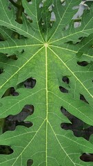 Texture of fresh green leaves. Beautiful green leaves of the plant. Close-up photo of leaf surface.