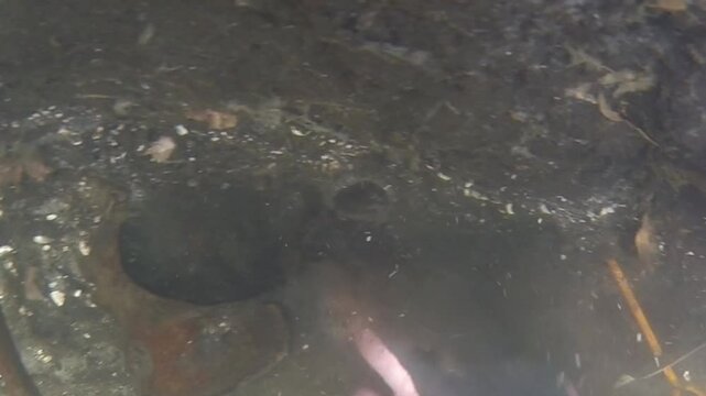 Underwater archaeologists found animal and human bones in the Tollense, over 3000 years old. A small glimpse into the work on the Bronze Age battlefield.