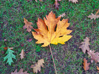 Bright yellow maple leaf and dried oak leaves laying on the ground