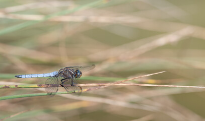 A dragonfly, a small blue dragonfly (Orthetrum coerulescens), sits on long grasses. In the...