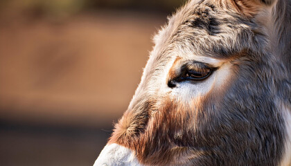 Close-Up of a Donkey, Capturing Its Character and Rural Life Associations