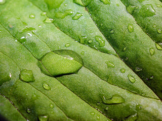 Macro image of water droplets on  green leaves, close-up of rainy season drops rainwater on the grass