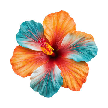 Day Glo hibiscus with vivid orange and teal petals with a bold fuchsia stamen isolated on a transparent background 