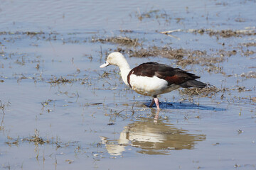 Wasservogel an einem Billabong in Australien