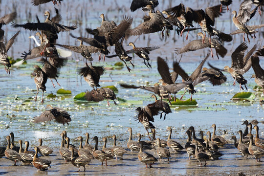 Vogelschwarm in einem Billabong im australischen Northern Territory