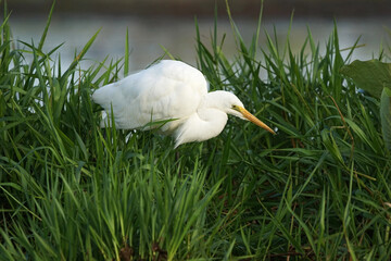 Reiher am Mary River im australischen Northern Territory