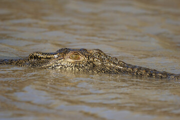 Salzwasserkrokodil am Mary River in Australiens Northern Territory