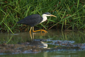 Reiher am Mary River im australischen Northern Territory