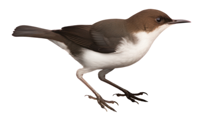 PNG Bird animal beak white background.